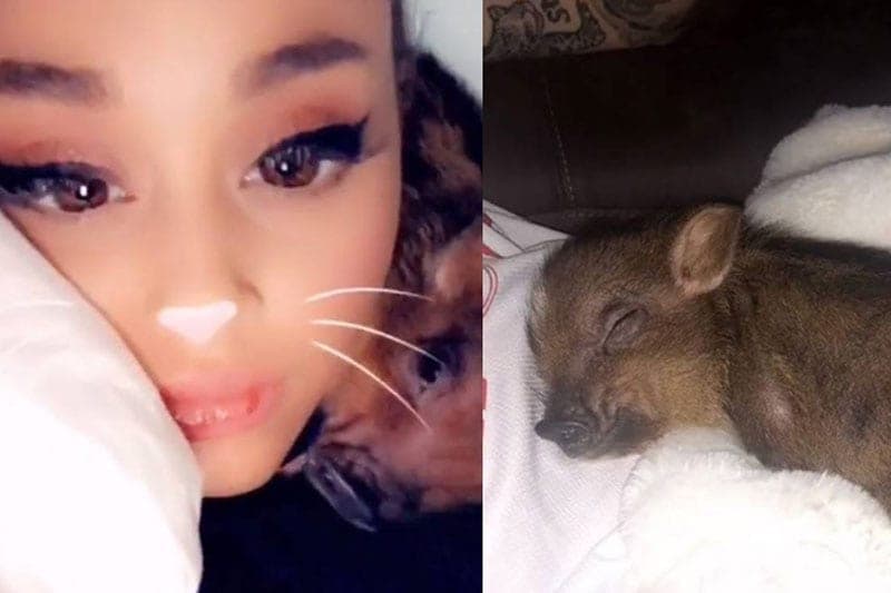 Ariana Grande predstavila spot za breathin – u glavnoj ulozi njeno prase